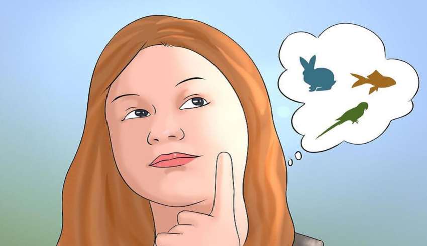 چگونه مرغ عشق بخریم