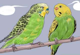آموزش صحبت کردن به مرغ عشق