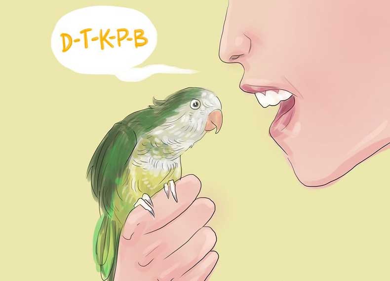 teach parakeet to talk