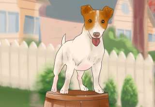 آموزش ایستادن به سگ