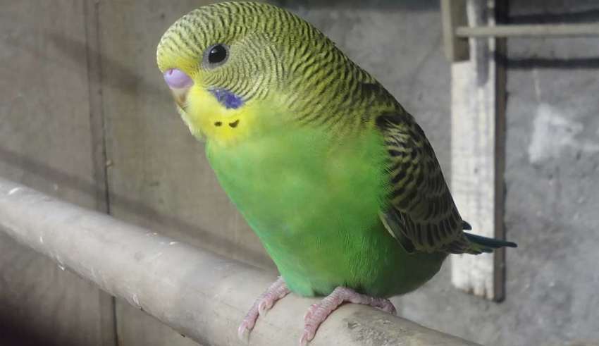 مرغ عشق سالم