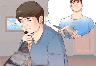 طریقه نگهداری کبوتر
