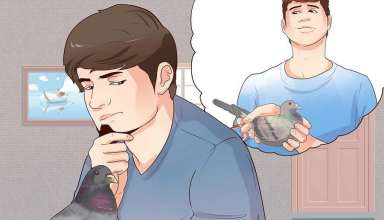 طریقه نگهداری کبوتر