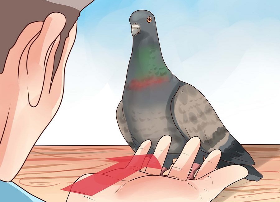 تربیت کبوتر