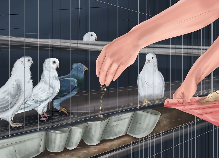 دستی کردن کبوتر