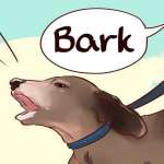آموزش پارس کردن به سگ