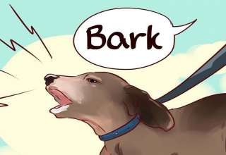 آموزش پارس کردن به سگ