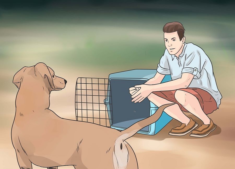 how to house train dog
