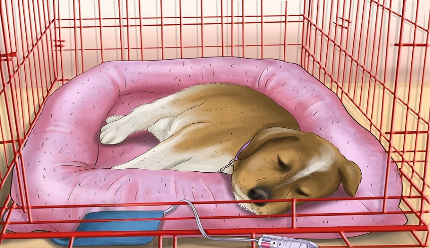 آموزش خوابیدن به سگ
