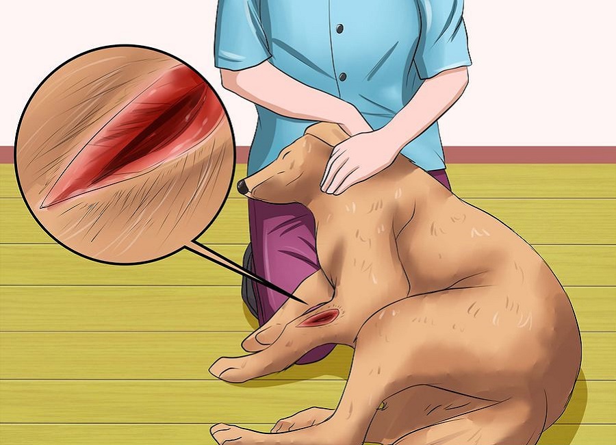 how to cure dogs wound