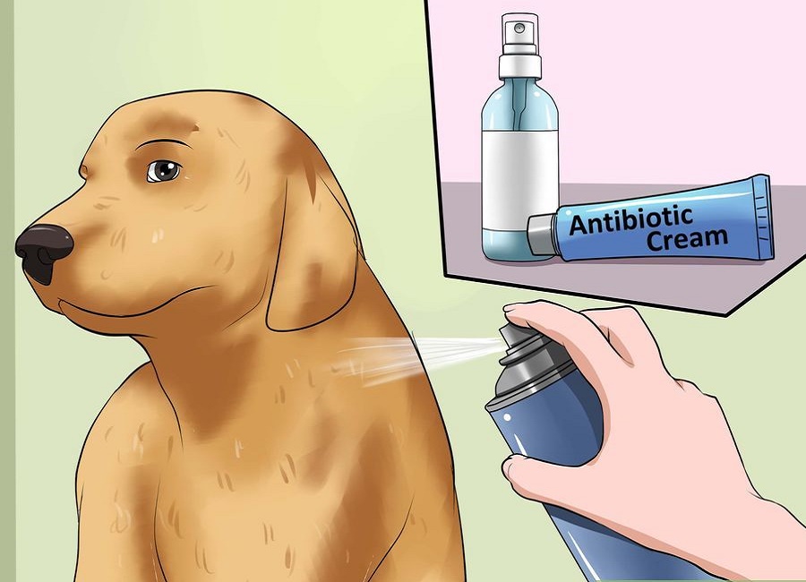 how to cure dogs wound