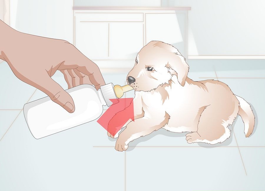 شیر دادن یه توله سگ