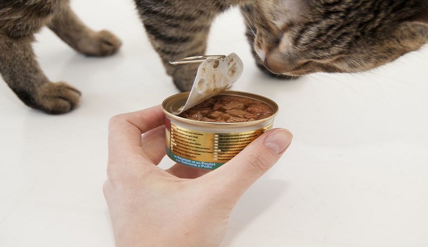 غذاهای ممنوعه و مضر برای گربه ( با عکس )