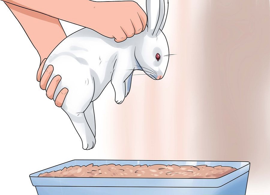 آموزش بچه خرگوش