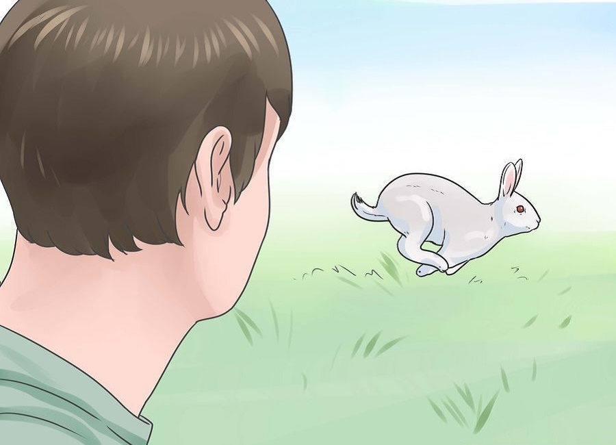 تربیت کردن خرگوش