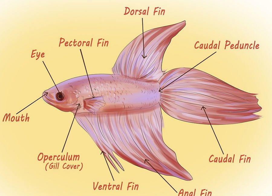تشخیص جنسیت ماهی