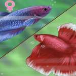 تشخیص جنسیت ماهی فایتر