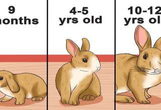 تعیین سن خرگوش
