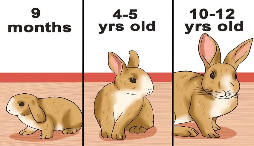 تعیین سن خرگوش