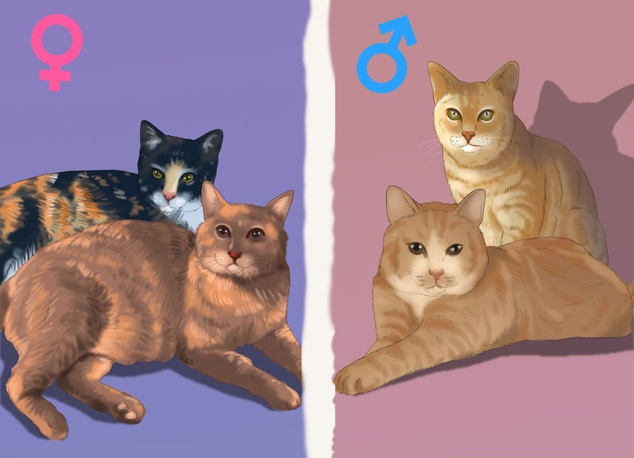 جنسیت گربه