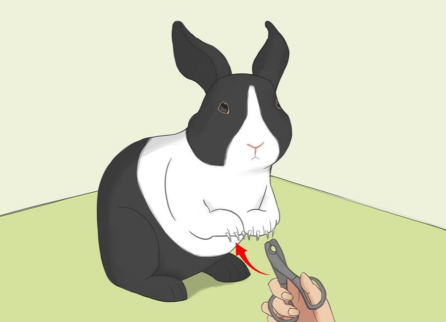 گرفتن ناخن خرگوش