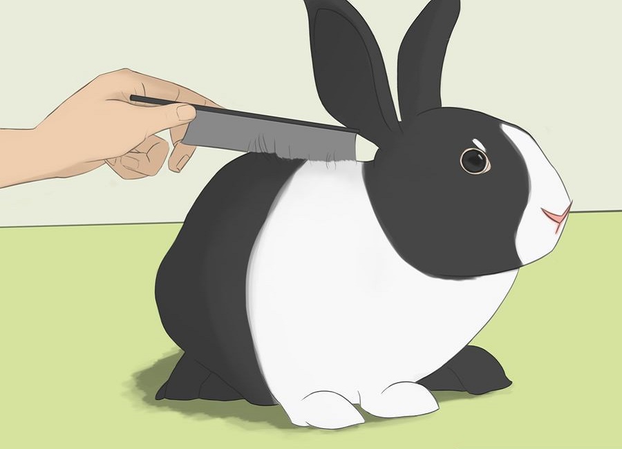 شانه کردن موهای خرگوش