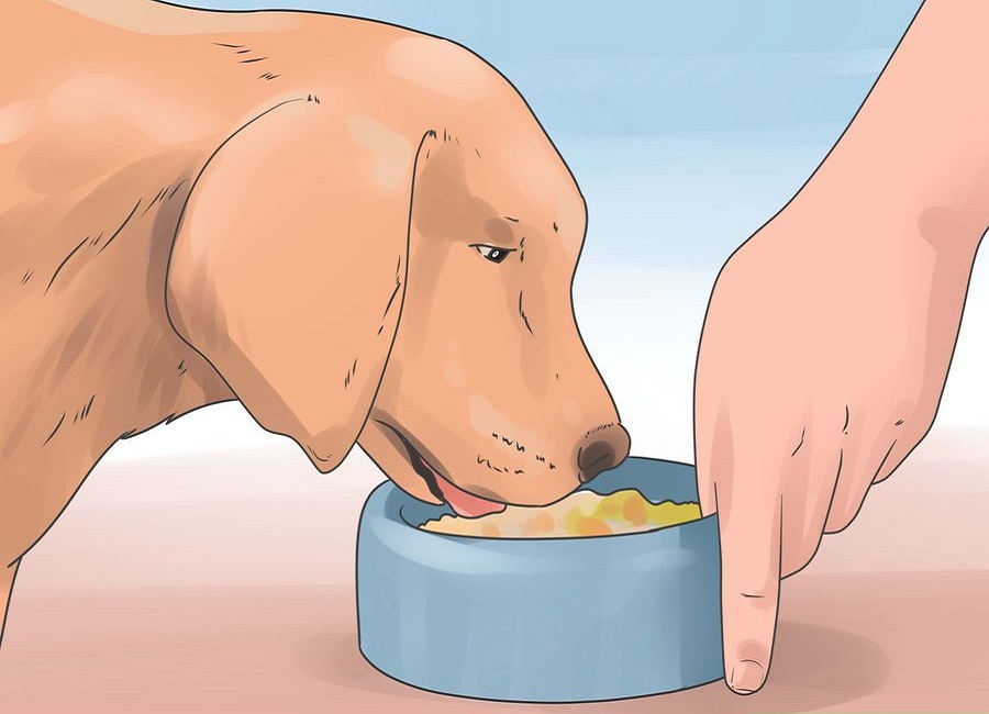 غذای خشک سگ