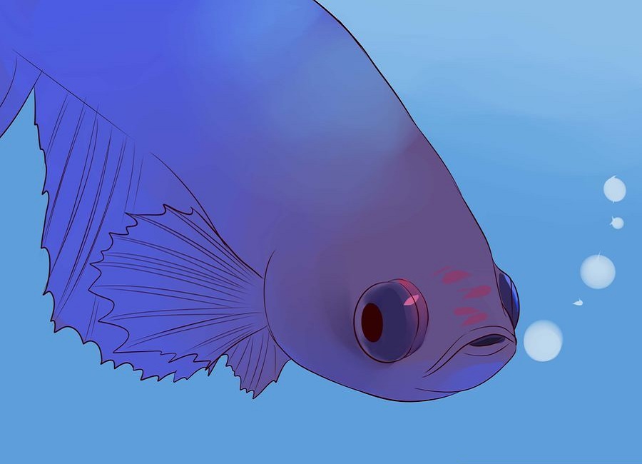 مشکل چشم ماهی فایتر