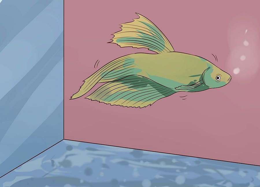 نقاشی ماهی فایتر