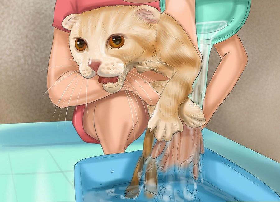 گربه و آب