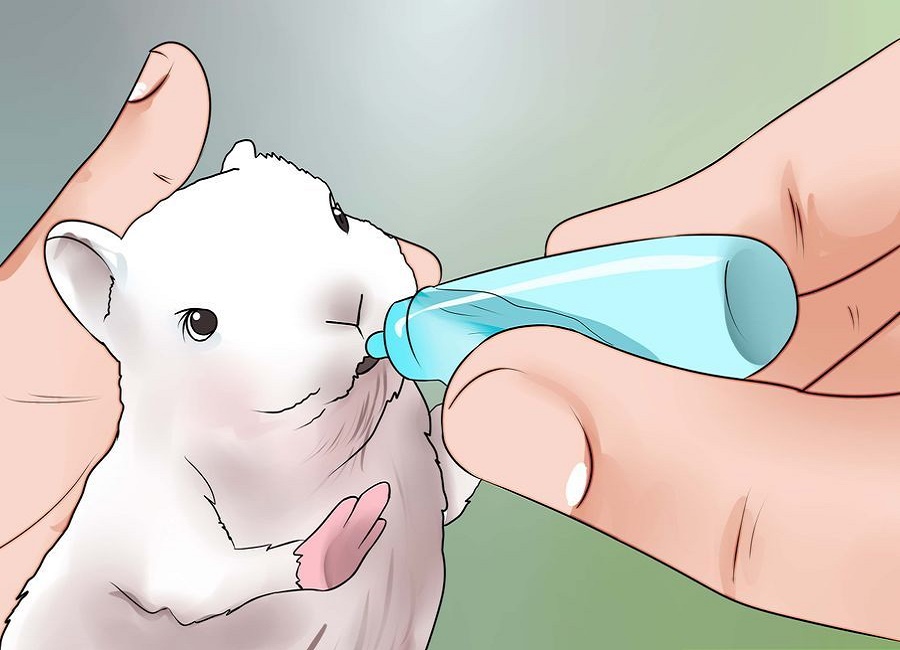 شیر دادن به بچه خرگوش