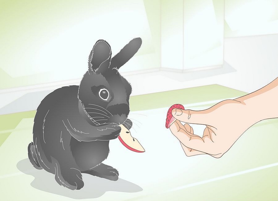 میوه برای خرگوش