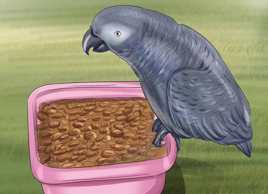parrot food feed