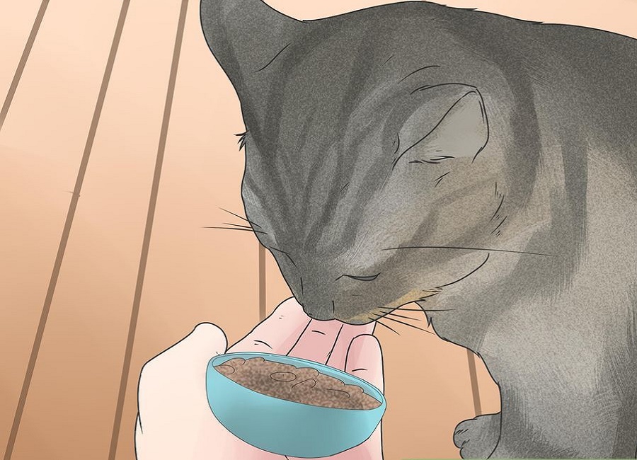 عادت دادن گربه به غذای خشک