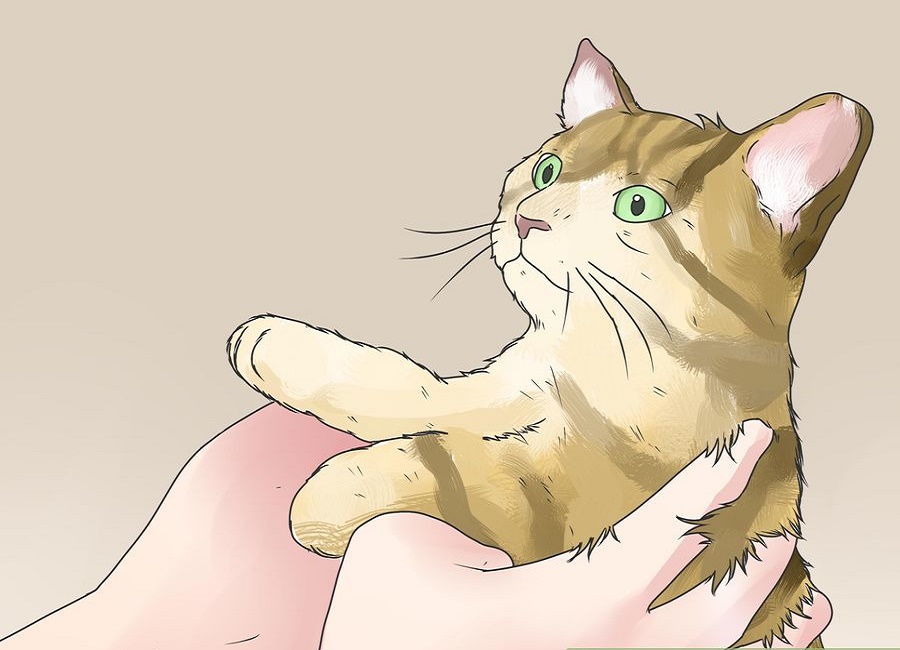 نقاشی بچه گربه