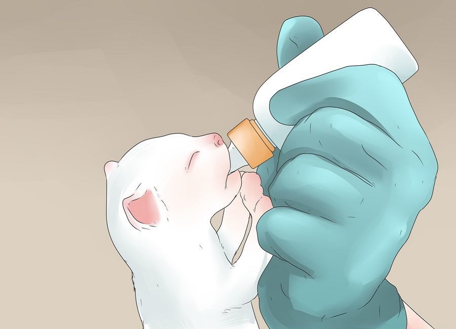 غذا دادن به گربه