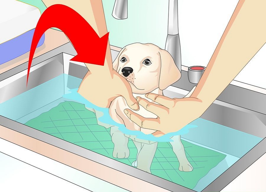 شستن اصولی سگ