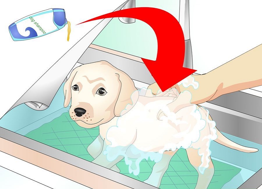 شستن سگ در سینک 