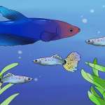 تشخیص سن ماهی فایتر