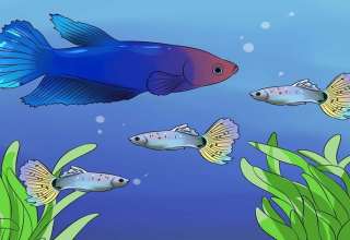 تشخیص سن ماهی فایتر