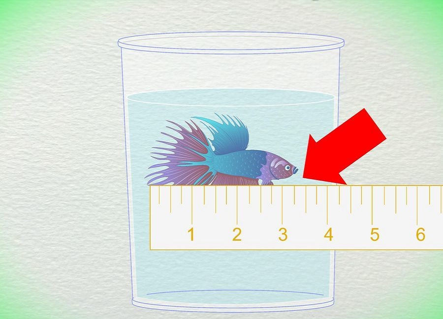 تعیین سن ماهی بتا