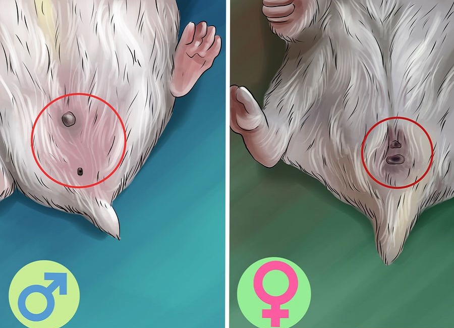 تعیین جنسیت همستر با عکس