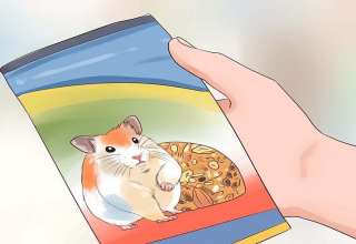 اصول غذا دادن به همستر