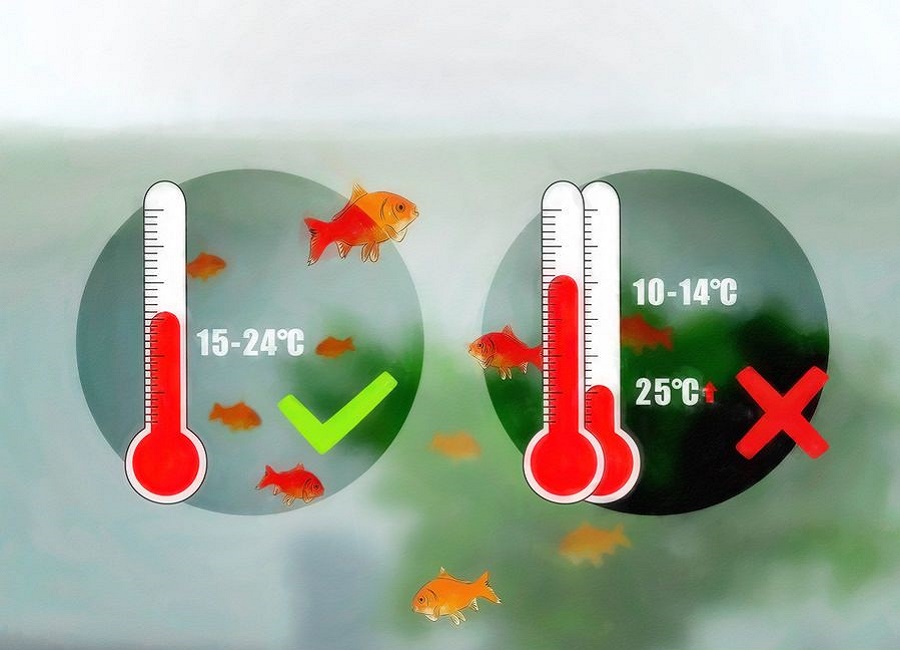 دمای مناسب آب ماهی قرمز
