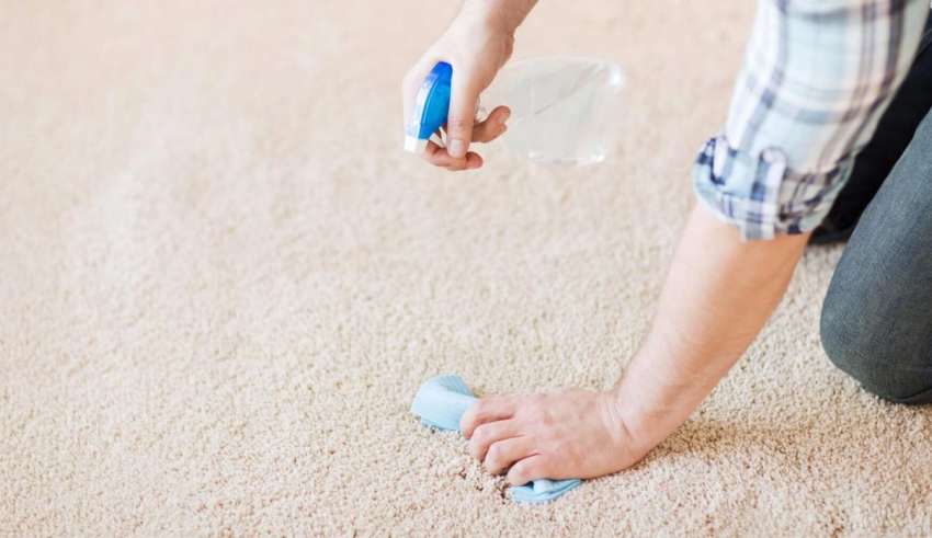 از بین بردن بوی ادرار روی فرش