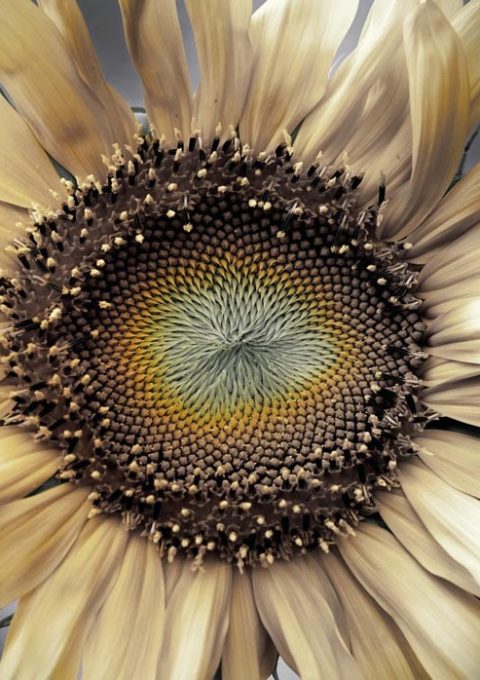 dry-flowers-www.ehowtodo.ir-10 خشک کردن گل طبیعی