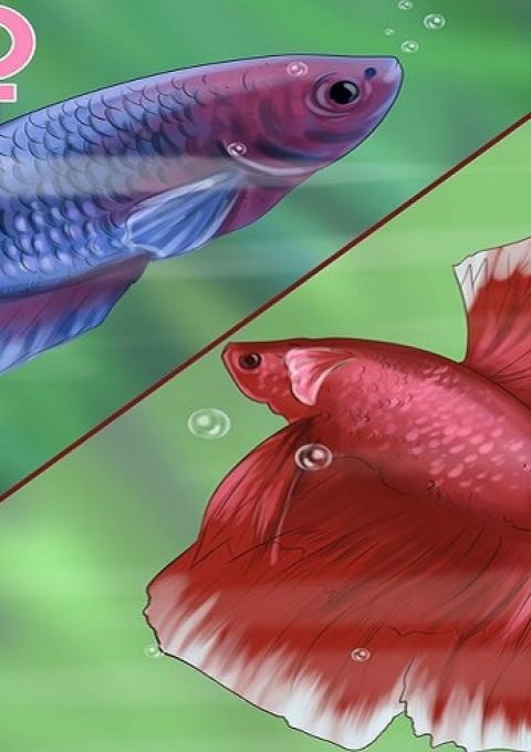 تشخیص جنسیت ماهی فایتر