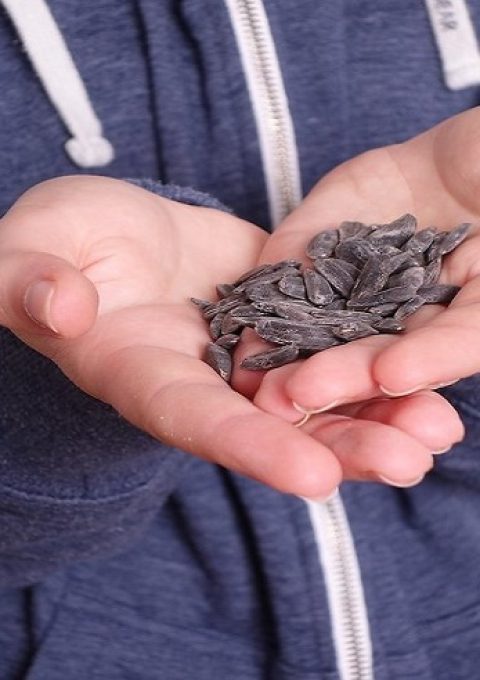دستی غذا دادن به پرندگان