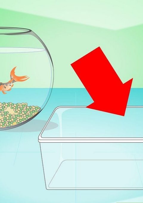 عوض کردن آب تنگ ماهی + تمیز کردن تنگ ماهی