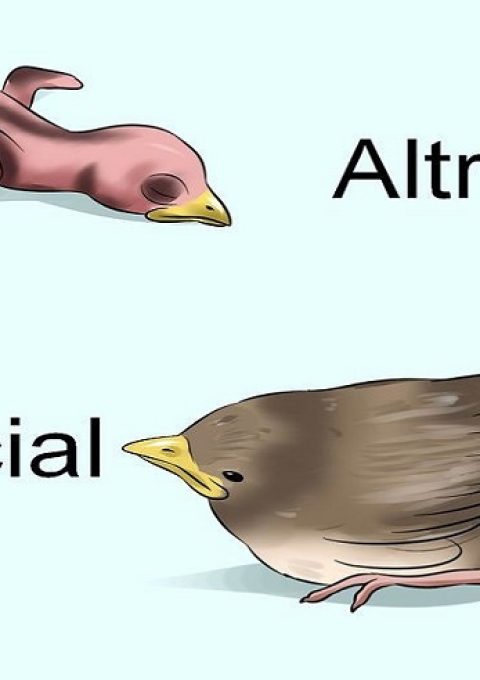 بزرگ کردن جوجه